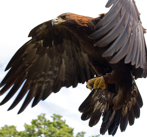 File:Golden Eagle in flight - 5.jpg