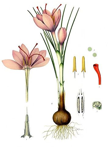 File:Crocus sativus - K&ouml;hler&ndash;s Medizinal-Pflanzen-194.jpg