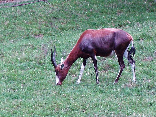 File:Damaliscus pygargus phillipsi.jpg