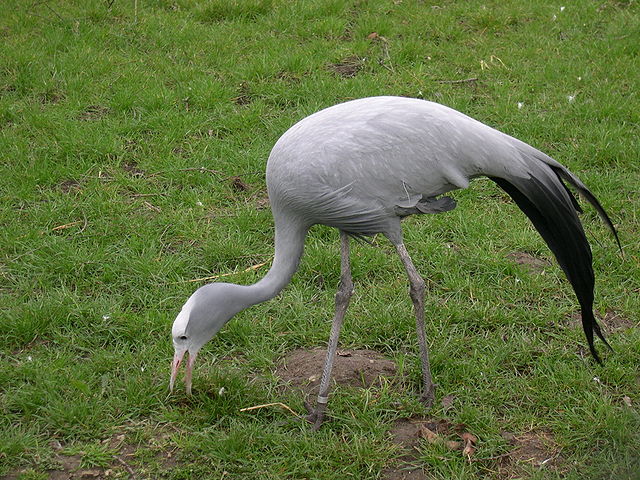 File:Blue Crane.jpg