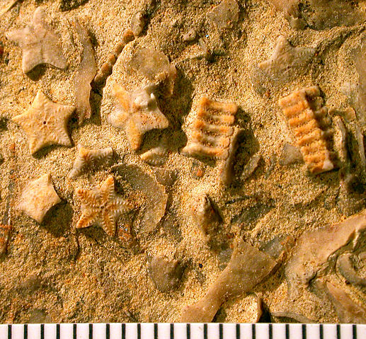 File:Isocrinus nicoleti Encrinite Mt Carmel.jpg