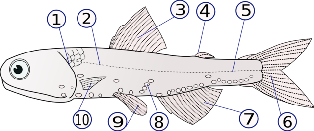 File:Lampanyctodes hectoris (Hector's lanternfish)2.png