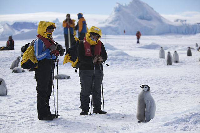 File:Aptenodytes forsteri -Snow Hill Island, Antarctica -juvenile with people-8.jpg