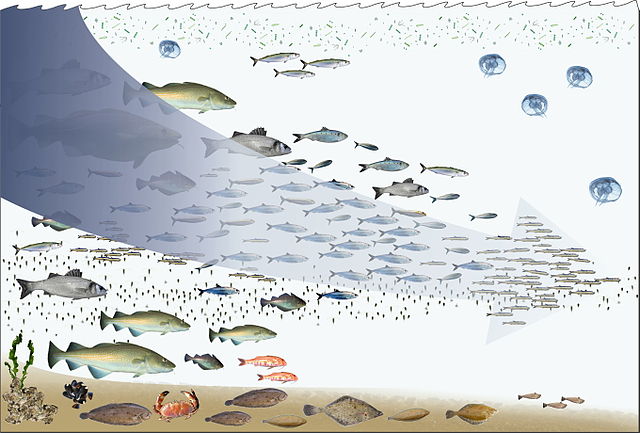 File:Fishing down the food web.jpg