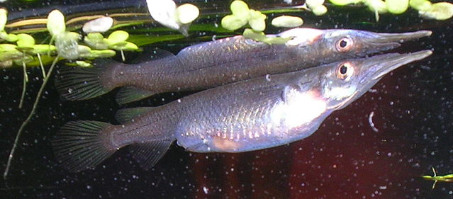 File:Dermogenys sumatrana 02.jpg
