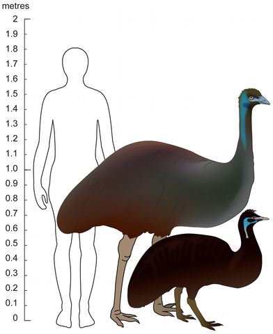File:Emu size.png