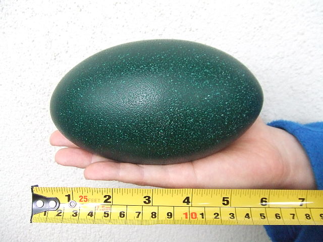 File:Emu Egg.JPG