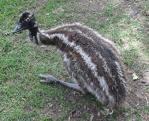 File:Baby Emu.jpg