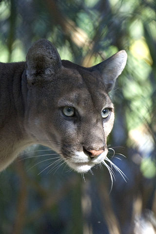 File:Everglades National Park Florida Panther.jpg