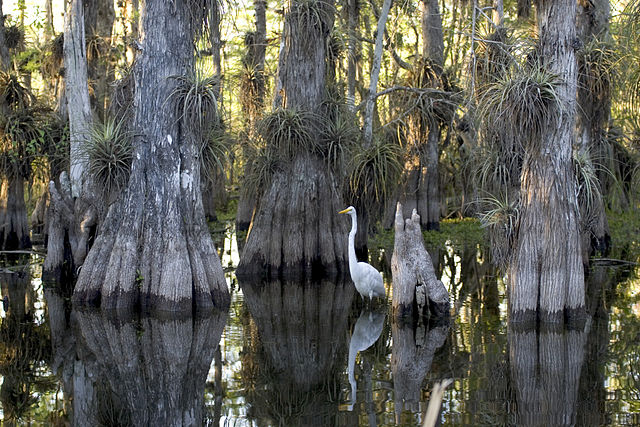 File:Everglades National Park cypress.jpg