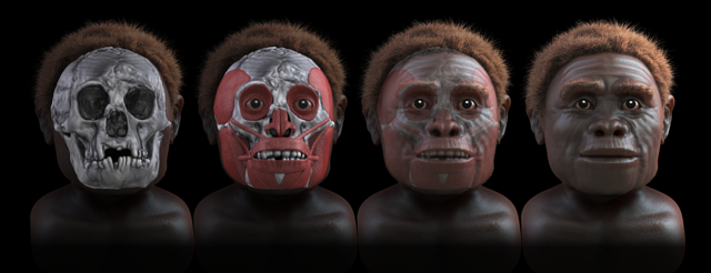 File:Homo floresiensis - steps of forensic facial reconstruction.png