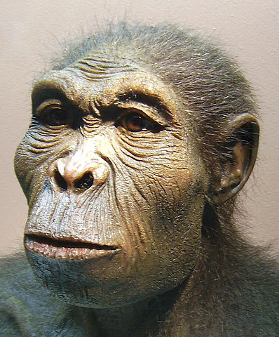 File:Homo habilis-2.JPG