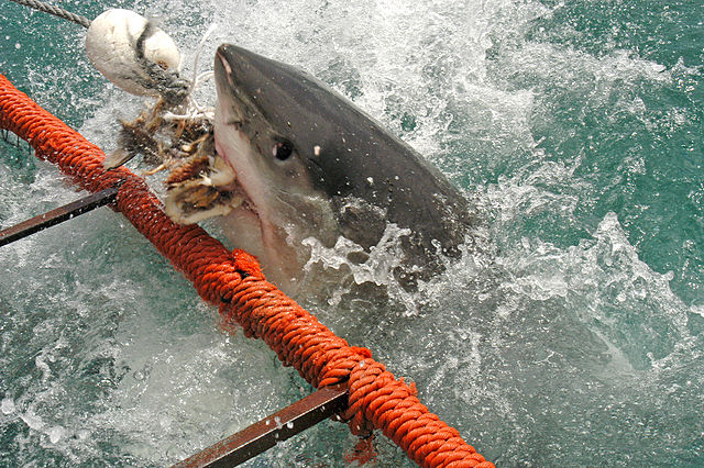 File:White shark1.jpg