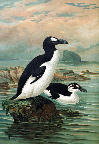File:Keulemans-GreatAuk.jpg