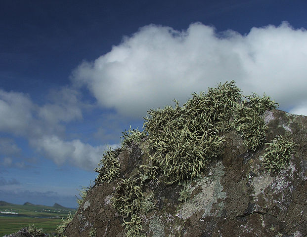 File:Lichens near Clogher Head (stevefe).jpg