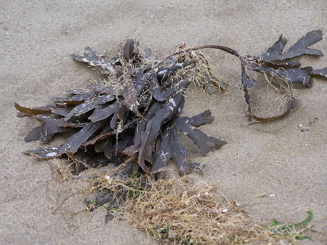 File:Seaweed.jpg
