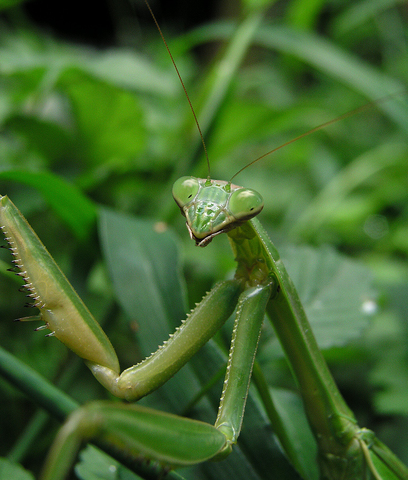 File:Zorak-Mantis.png