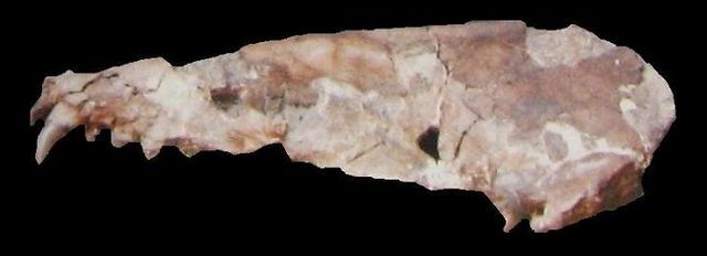 File:Cranio Pliophoca etrusca, Orciano.JPG