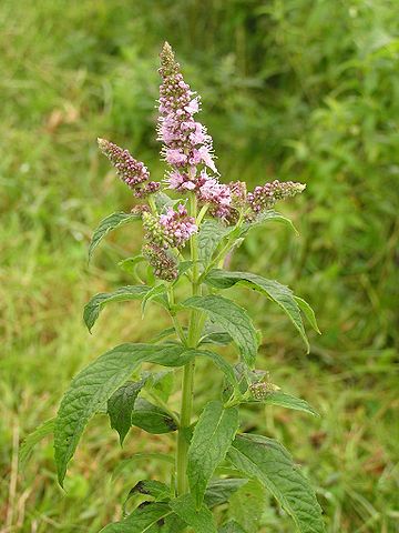 File:Mentha longifolia 2005.08.02 09.53.56.jpg