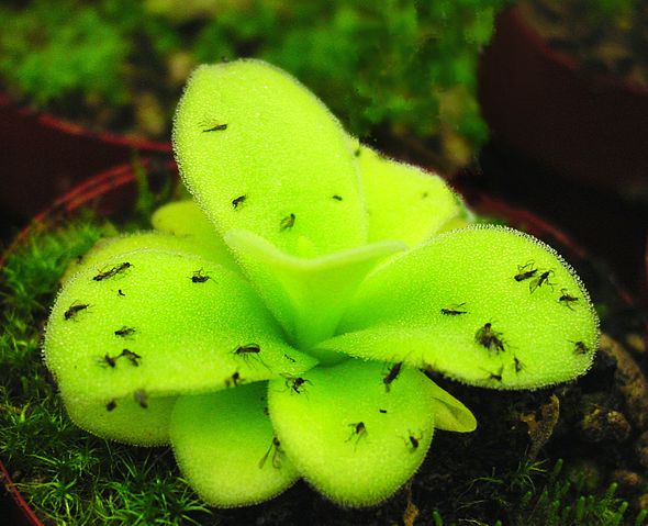 File:Pinguicula ne1.JPG