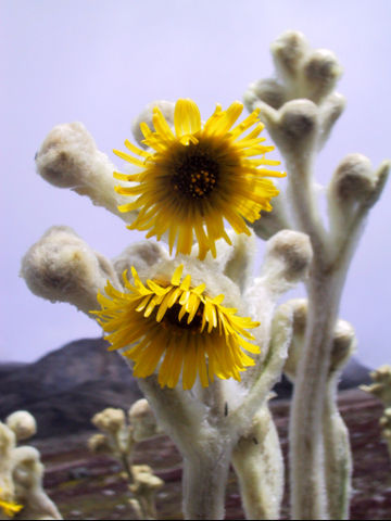 File:Frailejon Espeletia schultzii.jpg