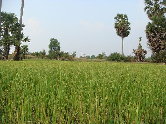 File:Baray rice paddies.jpg