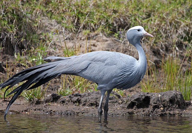 File:Blue crane SA.jpg