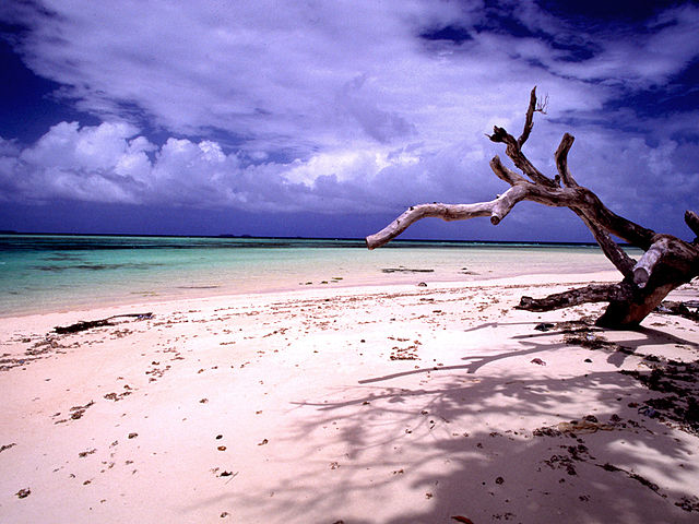 File:Laura beach n tree (170671778).jpg