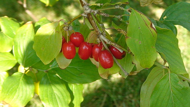 File:Cornelian cherry 1.JPG