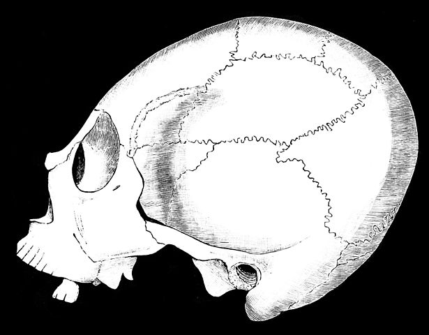 File:PSM V36 D105 Lucayan skull from the bahamas.jpg