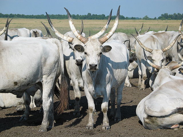 File:Hungarian Grey Cattle10.jpg
