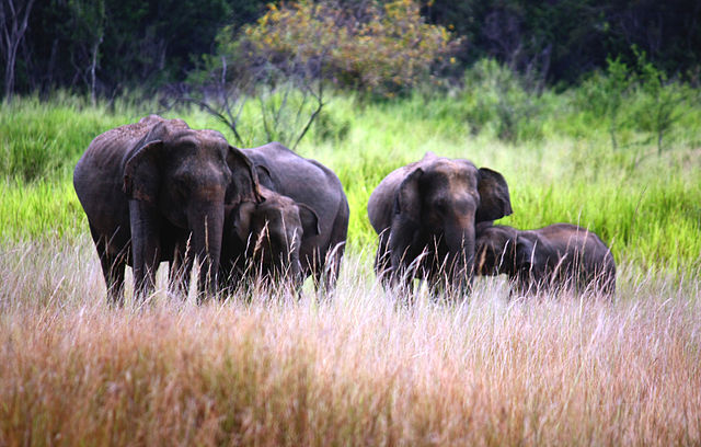 File:Sri Lanka Elephants.JPG