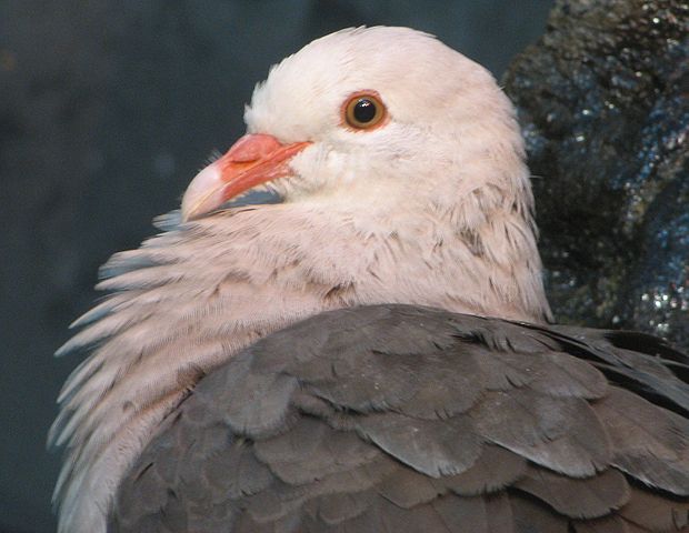 File:Pink Pigeon Image 004.jpg