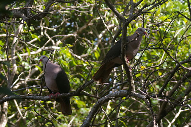 File:Pink Pigeon.jpg