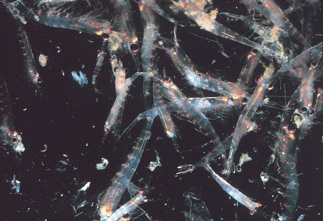File:Krill swarm.jpg