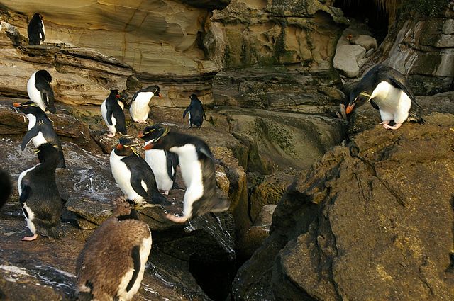File:Falkland Islands Penguins 91.jpg