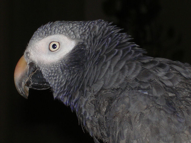 File:Timneh African Grey Parrot -side of head and face.jpg