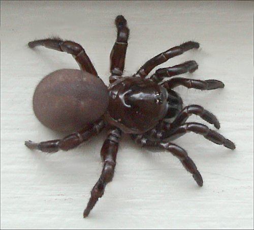 File:Ummidia sp.jpg