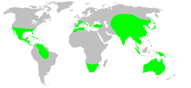 File:Distribution.ctenizidae.1.png