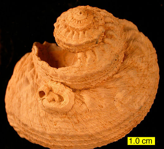 File:CyprusPlioceneGastropod.JPG