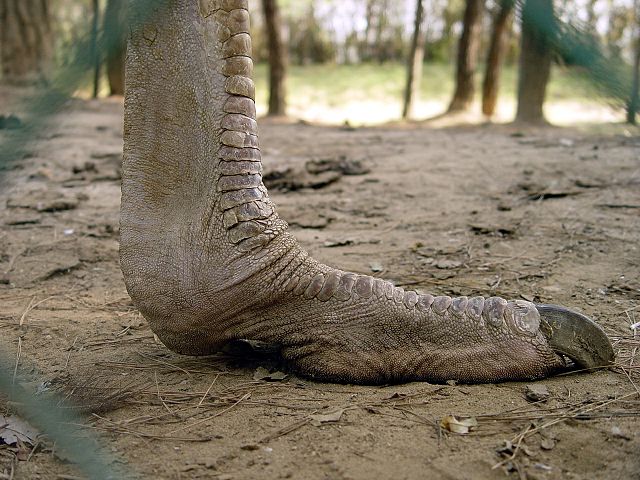 File:Ostrich Foot.jpg