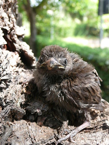 File:Sparrowchick.JPG