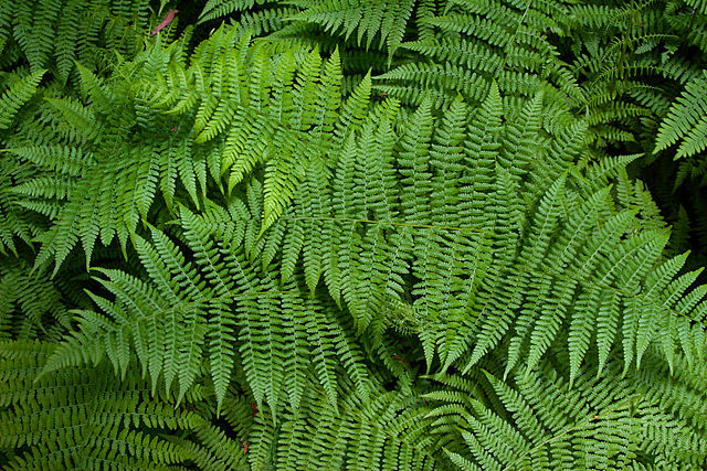 File:Sa-fern.jpg
