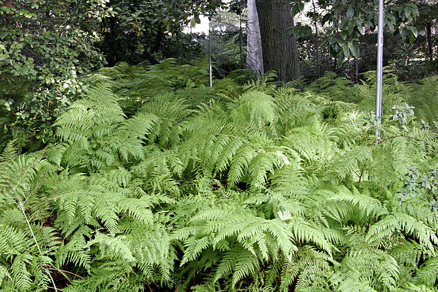 File:Ferns at melb botanical gardens.jpg