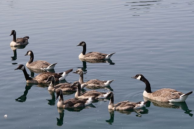 File:Canada Goose Creche.JPG