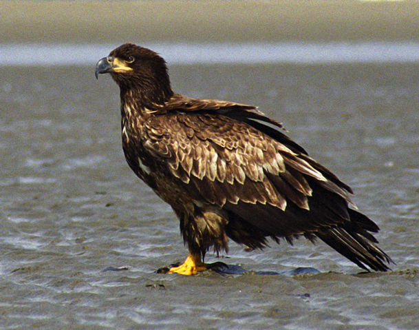 File:Juvenile Bald Eagle Sand.jpg