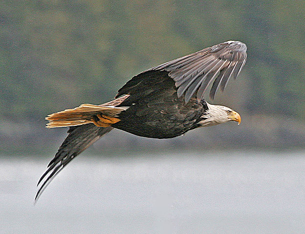 File:Haliaeetus leucocephalus-ad-flight-USFWS.jpg