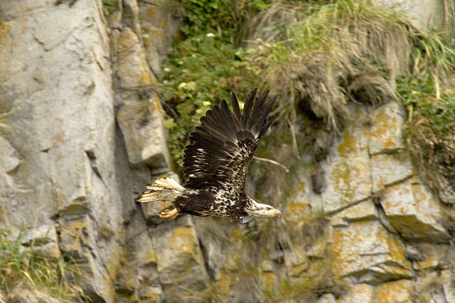 File:Haliaeetus leucocephalus-juv-USFWS.jpg