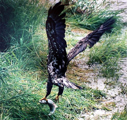 File:Bald Eagle and salmon.jpg