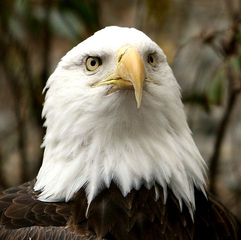File:Bald Eagle at The National Zoo.jpg